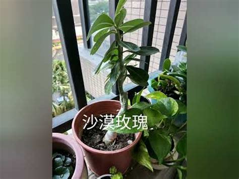 陽台多肉植物風水|西曬陽台植物風水攻略：讓你種植好運！ 